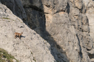 Tura na enodnevni turnosmučarski delavnici