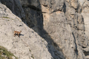 Ibex in Julian Alps