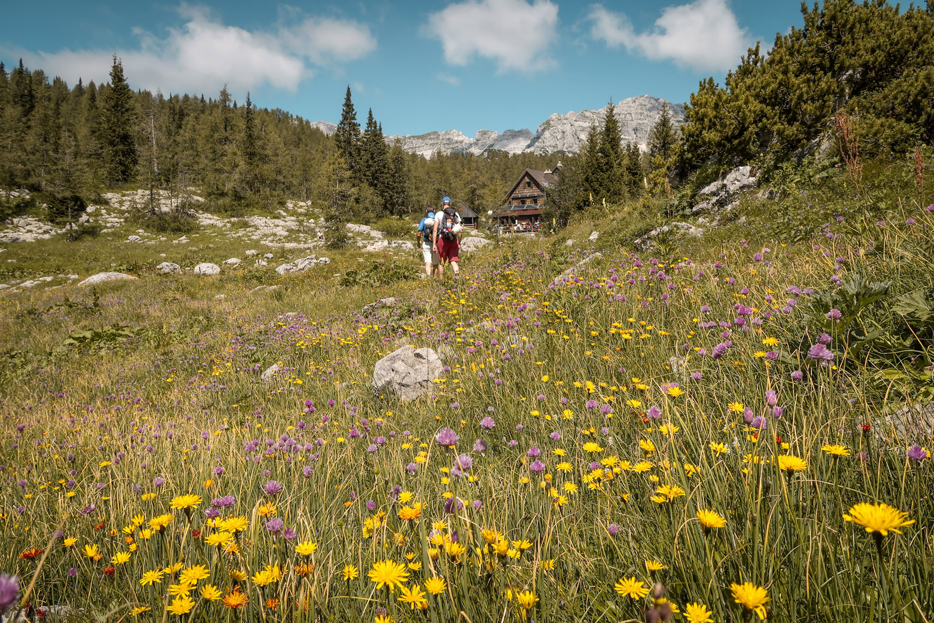 Flower fields in Julian Alps